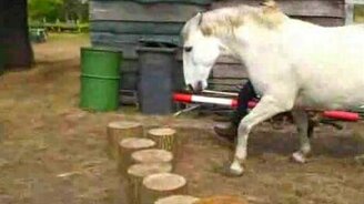 Лошадке надоело выполнять команды - смотреть видео (0:44)