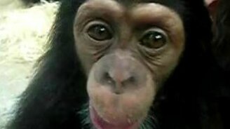 Обезьянка лижет стекло - смотреть видео (1:08)