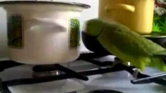 Сим-сим, откройся, кастрюля! - смотреть видео (1:06)