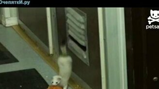 Непутёвый беленький воришка - смотреть видео (0:36)
