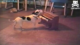 Щенок поёт и играет на пианино - смотреть видео (0:28)