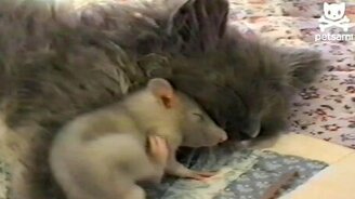 Бесстрашная мышка возле кошки - смотреть видео (0:39)