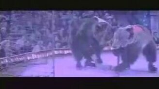 Медведи играют в хоккей - смотреть видео (2:10)