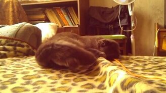 Свалился от сладких снов - смотреть видео (0:16)