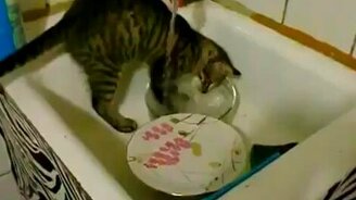 Котёнок посудомойщик - смотреть видео (0:53)