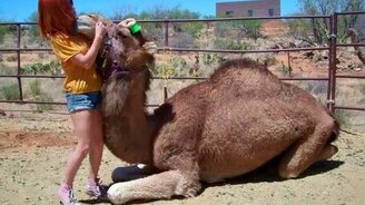 Девочка и её верблюд - смотреть видео (2:41)