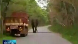 Испугался слона - смотреть видео (1:13)
