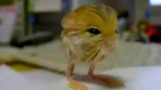 Смешной маленький детёныш - смотреть видео (1:09)