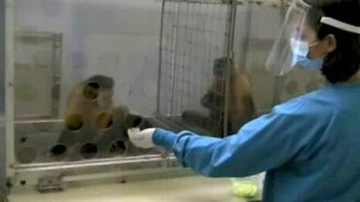 Обезьяна эгоистка - смотреть видео (1:30)