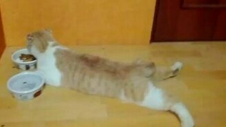 Кот ест и кайфует - смотреть видео (0:34)