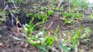 Суслик утащил телефон к себе в норку - смотреть видео (1:50)