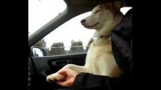 В машине лайке нужна поддержка - смотреть видео (3:13)