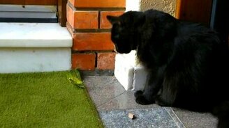 Чёрный кот и храбрый богомол - смотреть видео (5:17)