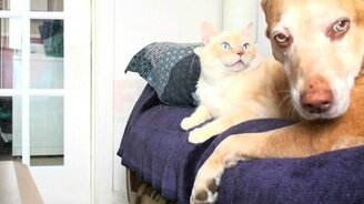 Вредный котяра - смотреть видео (0:37)