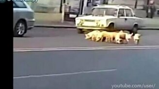 Стадо поросят в городе - смотреть видео (0:40)