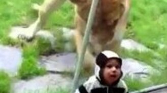 Вкусный обед за стеклом - смотреть видео (0:36)