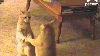 Два зомби-котика - смотреть видео (0:52)