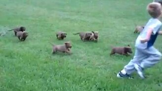 Щенки гонятся за ребёнком - смотреть видео (0:22)