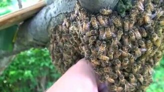 Парень умеет общаться с пчёлами - смотреть видео (6:08)
