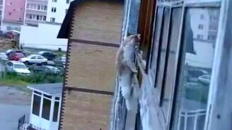 Смертельный номер бесстрашного кота - смотреть видео (0:44)