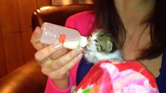 Мама кормит своего малыша - смотреть видео (0:40)