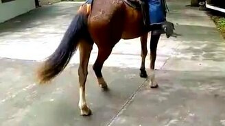 Катание на лошади пошло не по плану - смотреть видео (0:44)