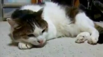 Кот поёт блюз - смотреть видео (0:57)