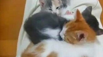 Сюрприз под котёнком - смотреть видео (0:36)