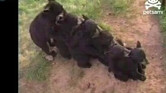 Медвежачий паровозик - смотреть видео (0:45)