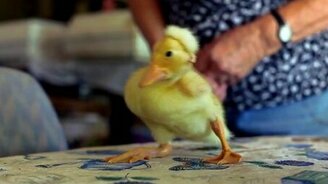 Смешной утёнок - смотреть видео (0:35)