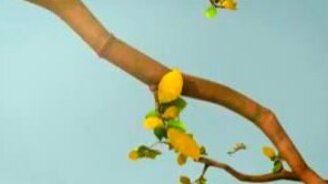 Жизнь груши - смотреть видео (1:54)