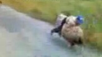 Гонка на баранах - смотреть видео (0:16)