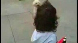 Псина ходит на двух лапах - смотреть видео (1:14)