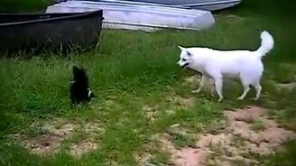 Белый пёс против чёрного скунса - смотреть видео (1:47)