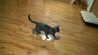 Кошаки в замедленном прыжке - смотреть видео (1:37)