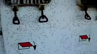 Многочисленная мошка - смотреть видео (1:06)