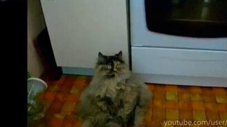 Большетелый ошалевший котяра - смотреть видео (0:37)