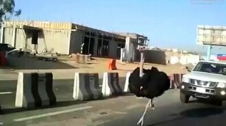 Страус на дороге - смотреть видео (2:03)