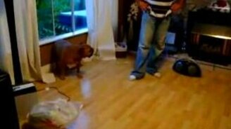 Собака и тень - смотреть видео (1:37)