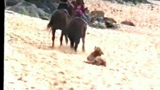 Пёс и лошадь - смотреть видео (0:25)