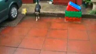 Пёс и швабра - смотреть видео (1:00)