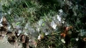 Поджигаем тополиный пух - смотреть видео (2:37)