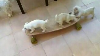 Щенки-скейтеры - смотреть видео (2:14)