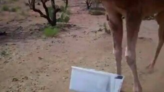 Верблюд-трусишка - смотреть видео (0:36)