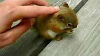 Смешной маленький бельчонок - смотреть видео (0:30)