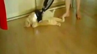 Балдёж от пылесоса - смотреть видео (0:37)