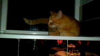 Кот, сам себе приятный - смотреть видео (1:38)