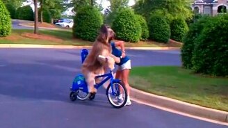 Девушка учит собаку ездить на велике - смотреть видео (0:37)