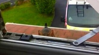 Прыжок кота на крышу - смотреть видео (0:18)