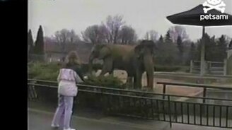 Поиграла со слоном - смотреть видео (0:36)